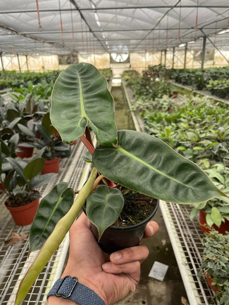 philodendron-billietiae 4inch in nursery