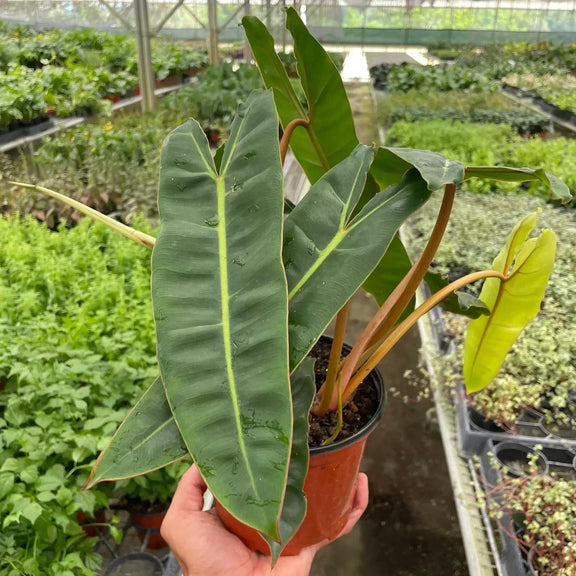 is philodendron billietiae rare Philodendron Billietiae