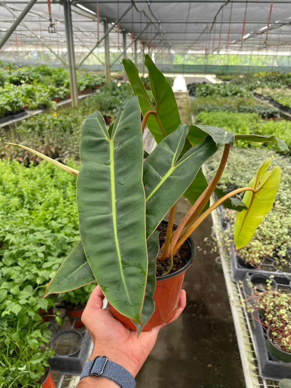 philodendron-billietiae 6inch in nursery