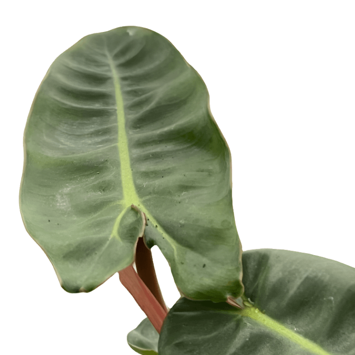 Philodendron Billietiae leaf close up - elongated arrow shaped leaf with yellow midrib detail