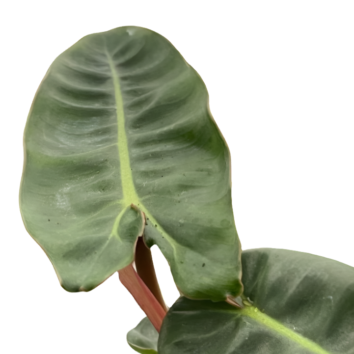 philodendron-billietiae leaves