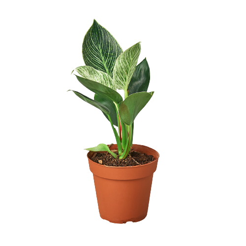 philodendron-birkin-4inch pot