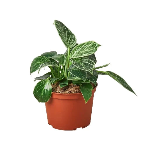 philodendron-birkin-6inch pot