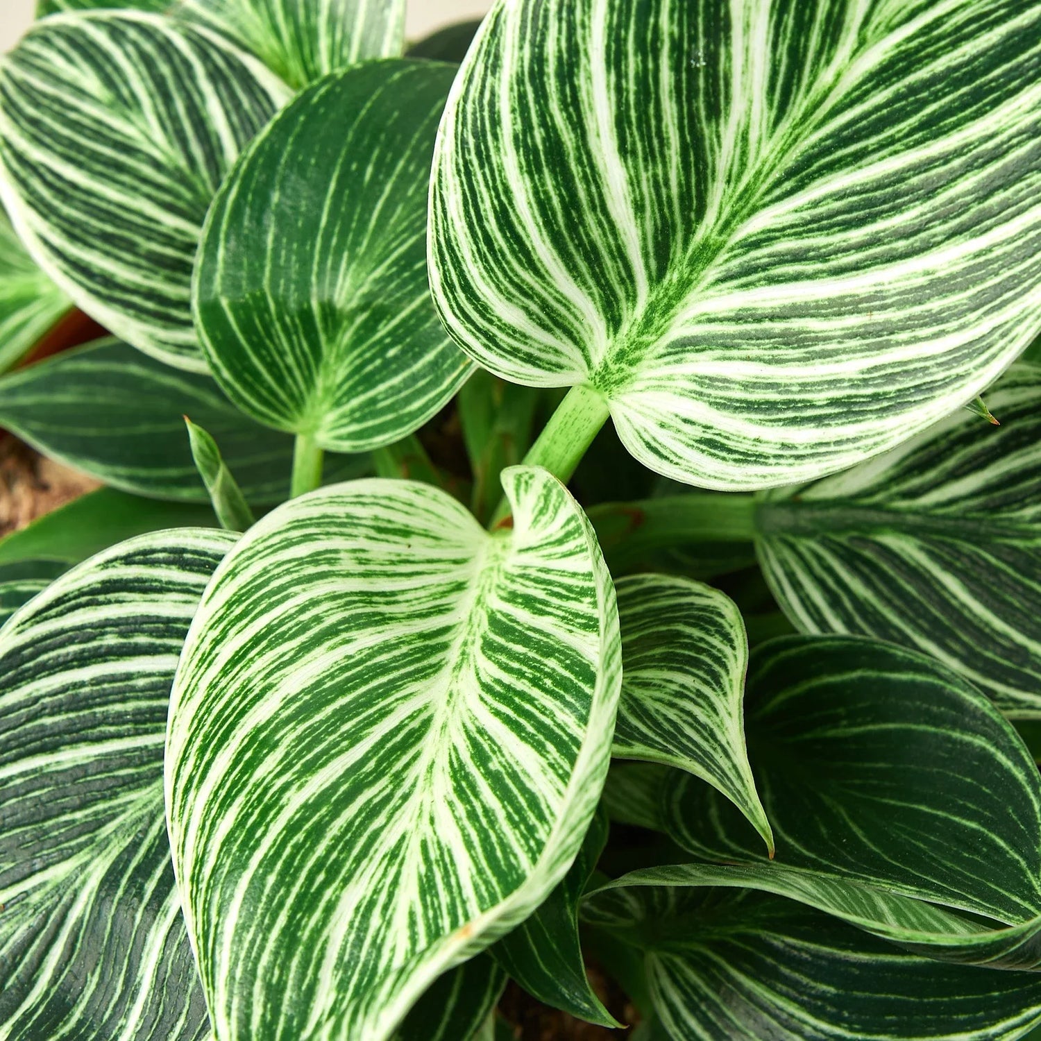 philodendron-birkin-leaves close up