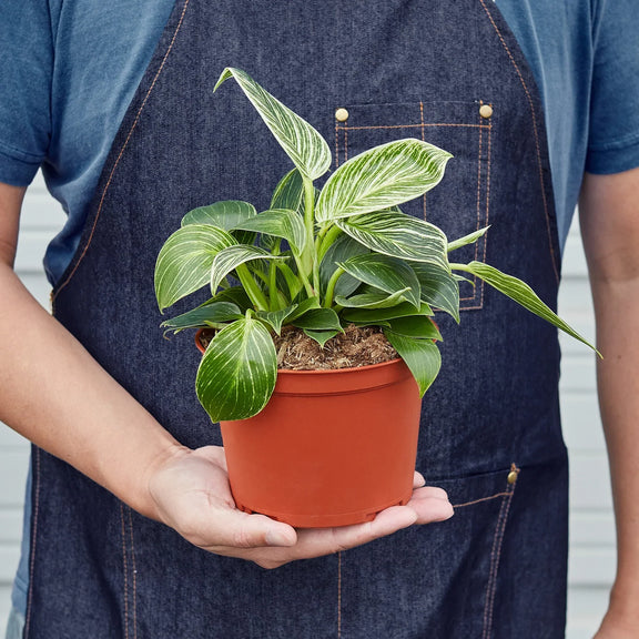 person holding a philodendron-birkin-plant