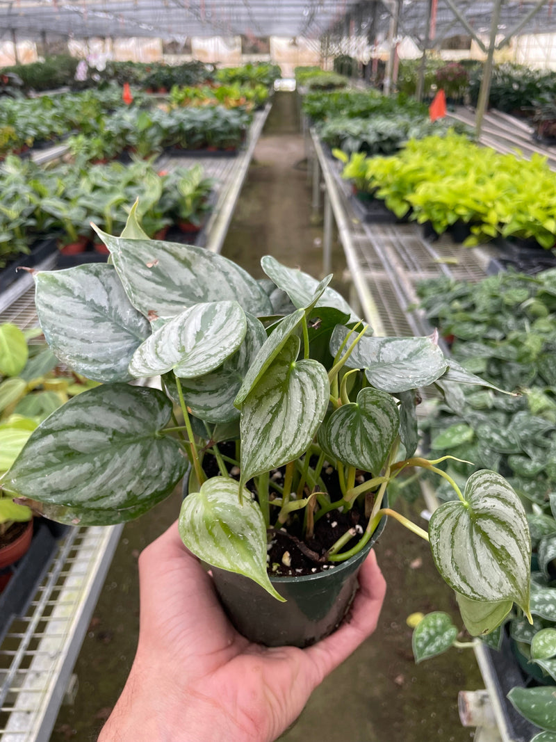 philodendron-brandi 4 inch plant pot in nursery