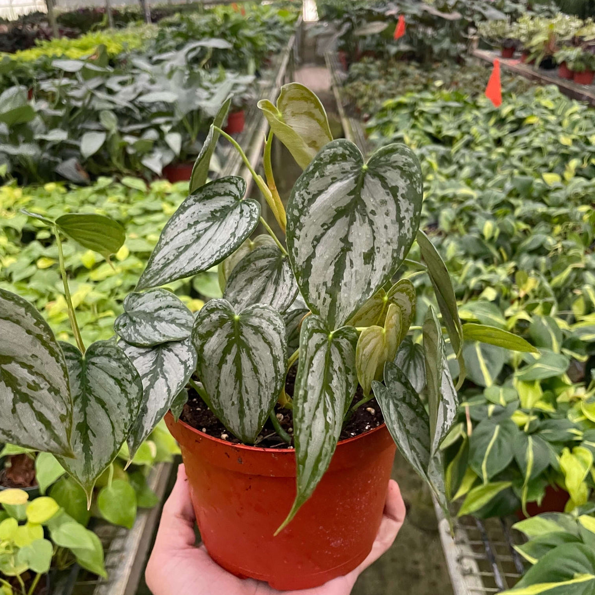 philodendron-brandi 6 inch plant pot in nursery | Indoor Plant | All About Planties