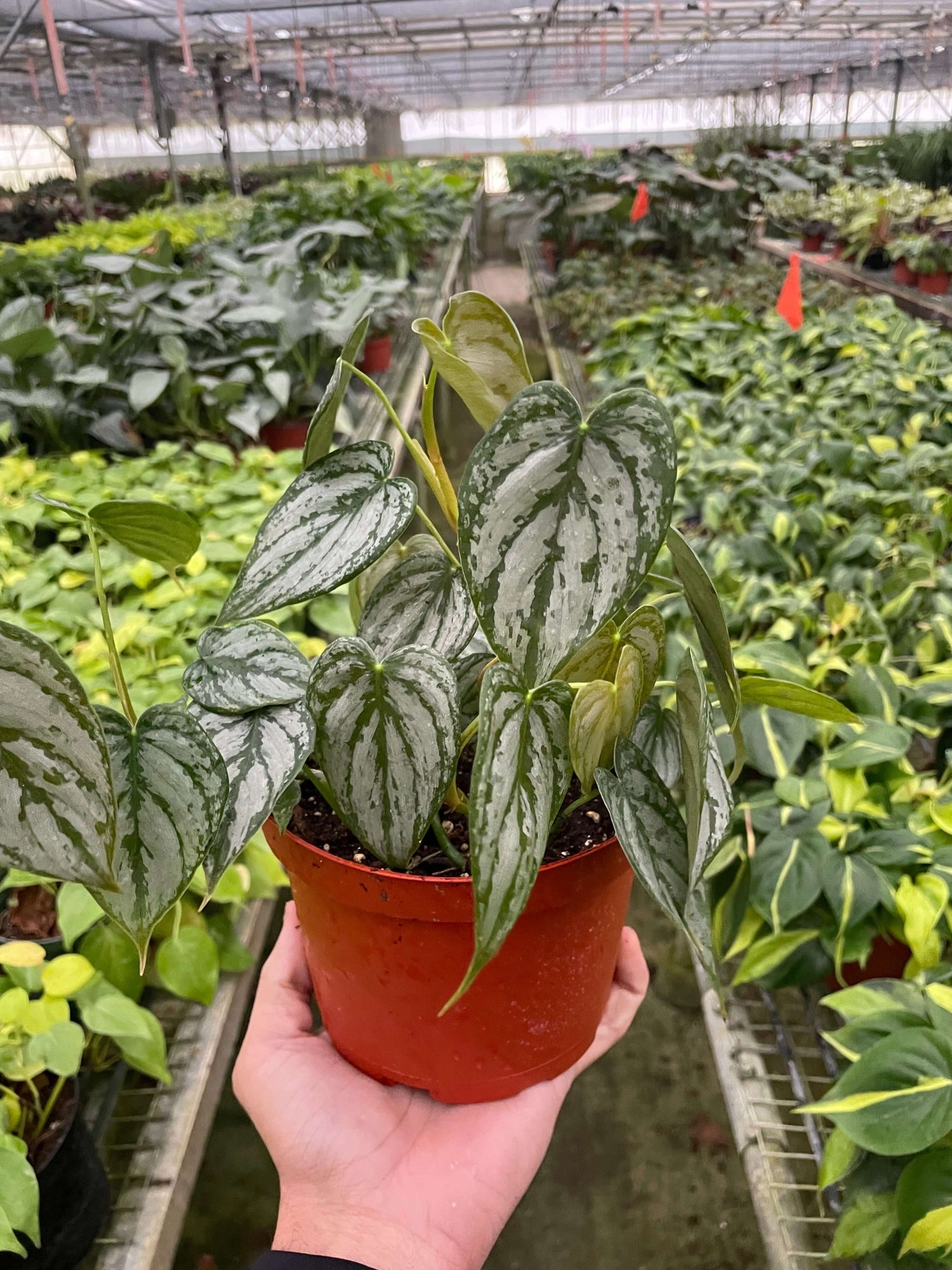 philodendron brandi lowes Philodendron Brandi