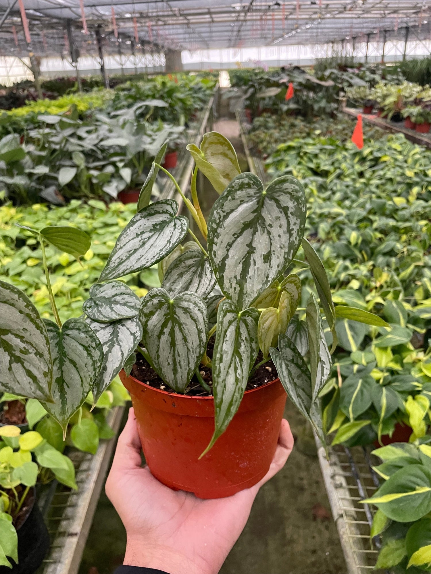 philodendron-brandi 6 inch plant pot in nursery | Indoor Plant | All About Planties