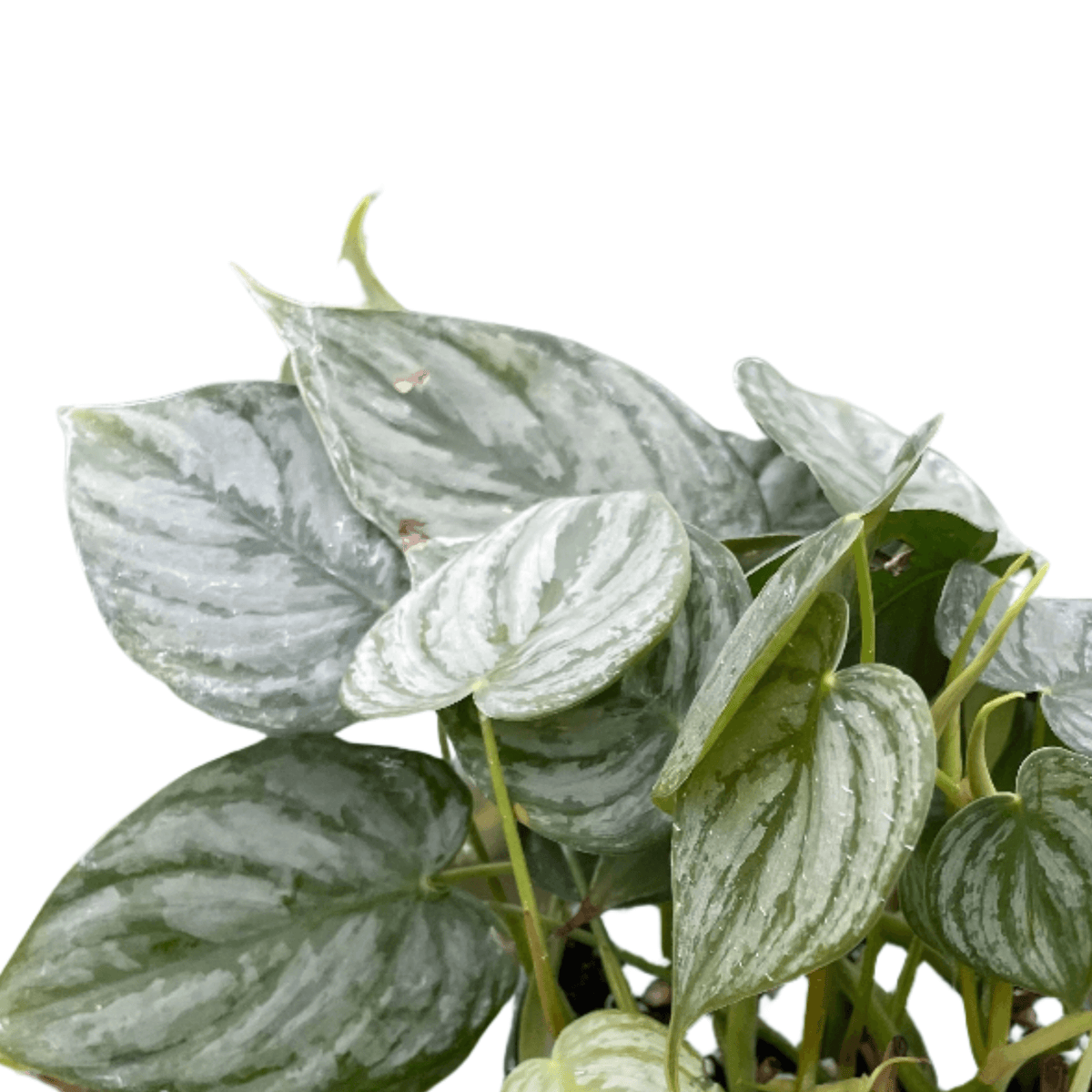 brandi pothos Philodendron Brandi