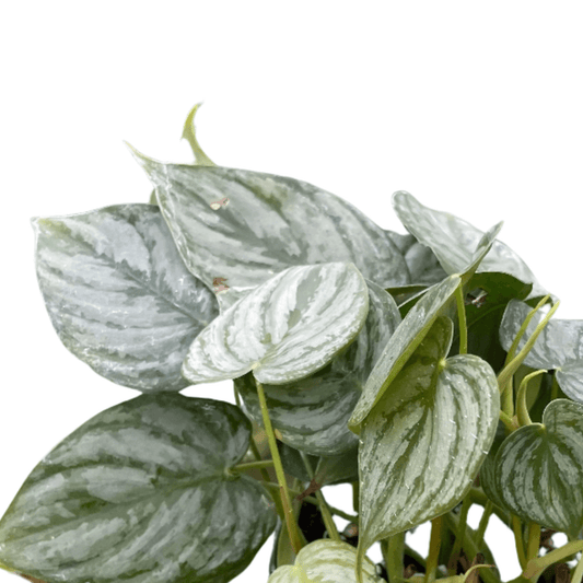 white measure philodendron care Philodendron White Measure - Rare Variegated Plant
