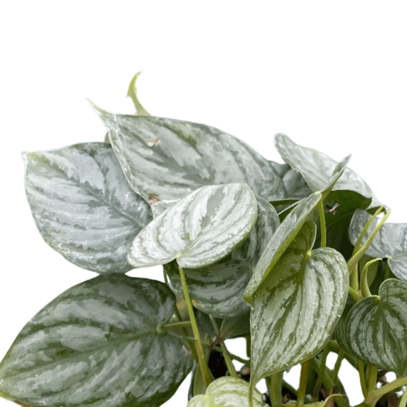 brandi philodendron care repotting Philodendron Brandi