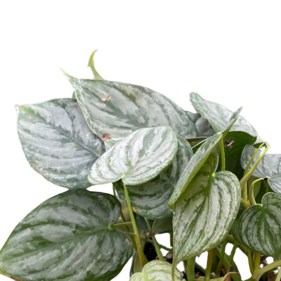 philodendron-brandi leaves close up