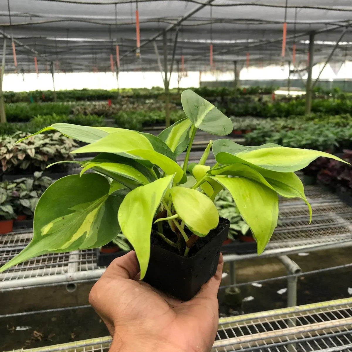 Philodendron Brasil Easy-care indoor hanging plant in a 3inhc nursery pot at All About Planties