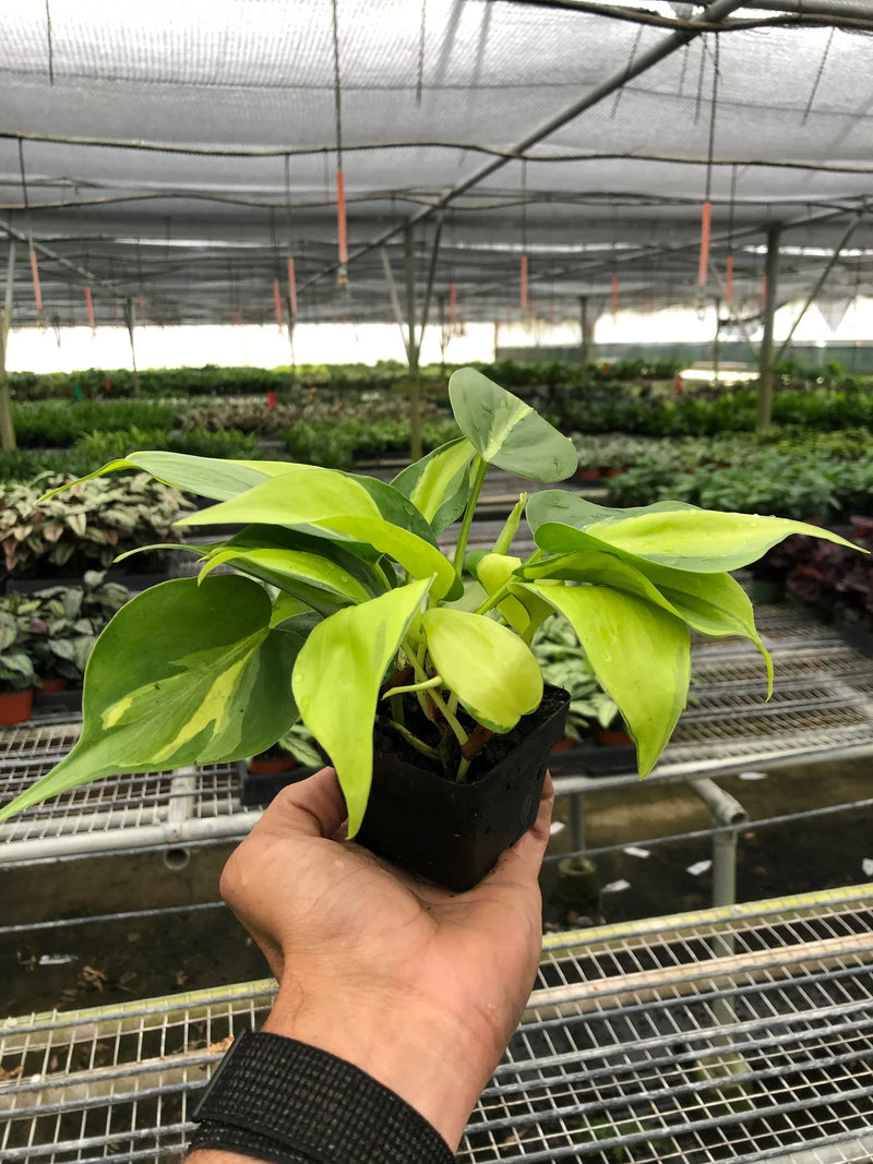 philodendron-brasil in a nursery pot