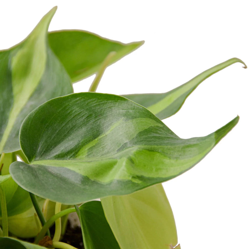 philodendron-brasil leaves closeup