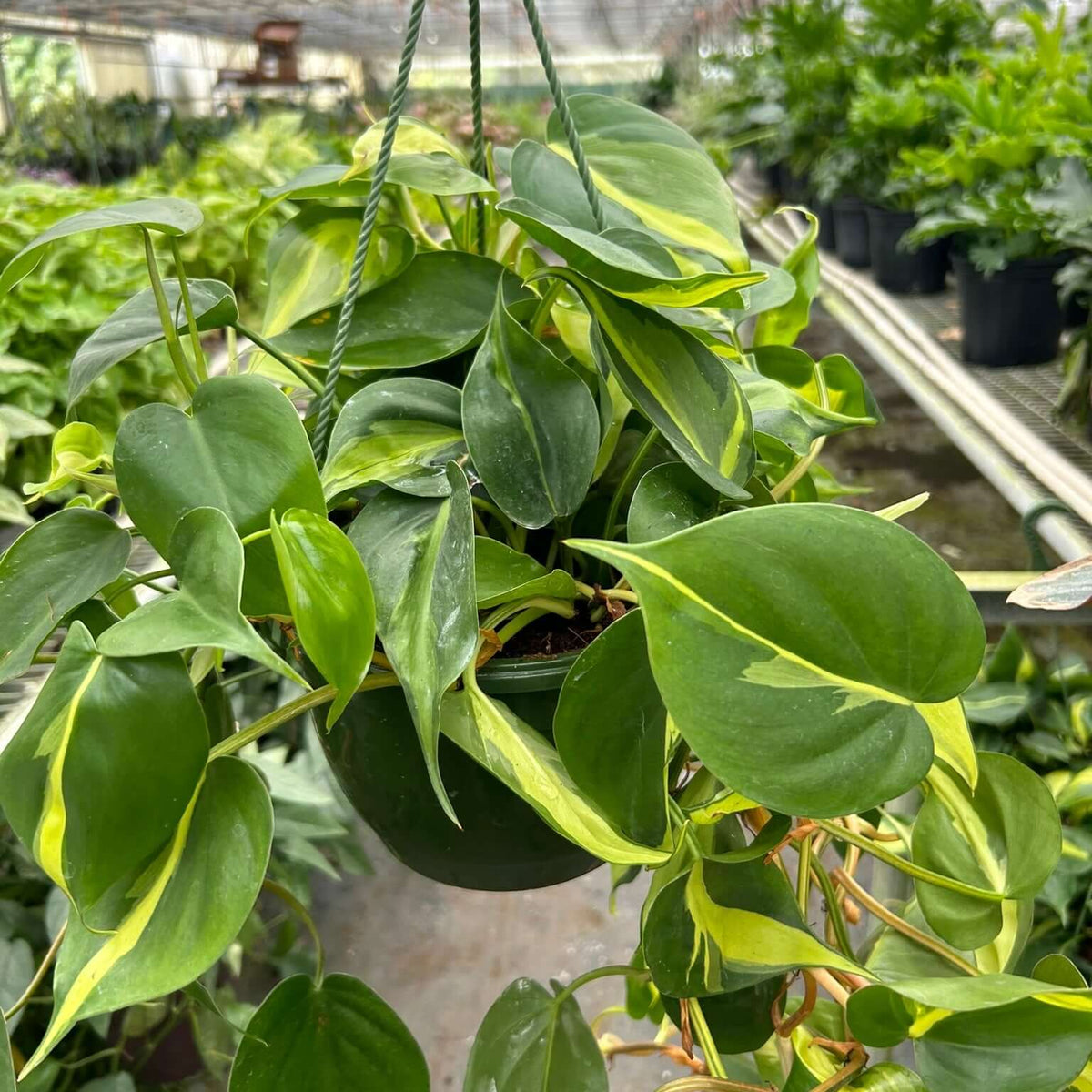 philodendron salsa verde Philodendron Brasil