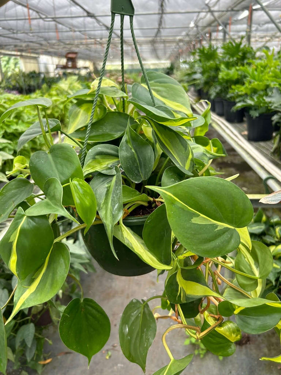 Philodendron Brasil hanging basket with lime-yellow and green variegated trailing vines - easy-care indoor hanging plant at All About Planties
