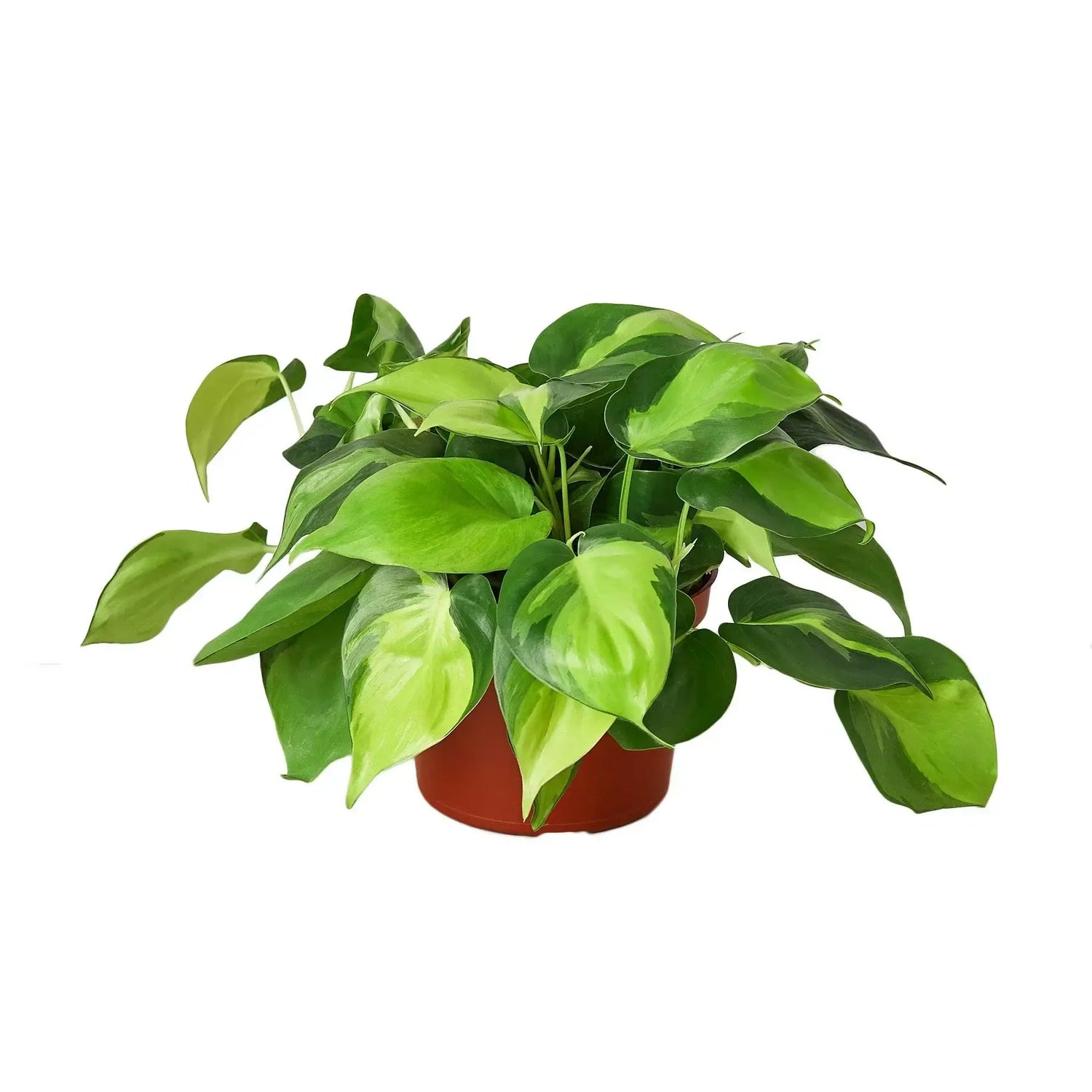 6 inch pot philodendron brasil Philodendron Brasil