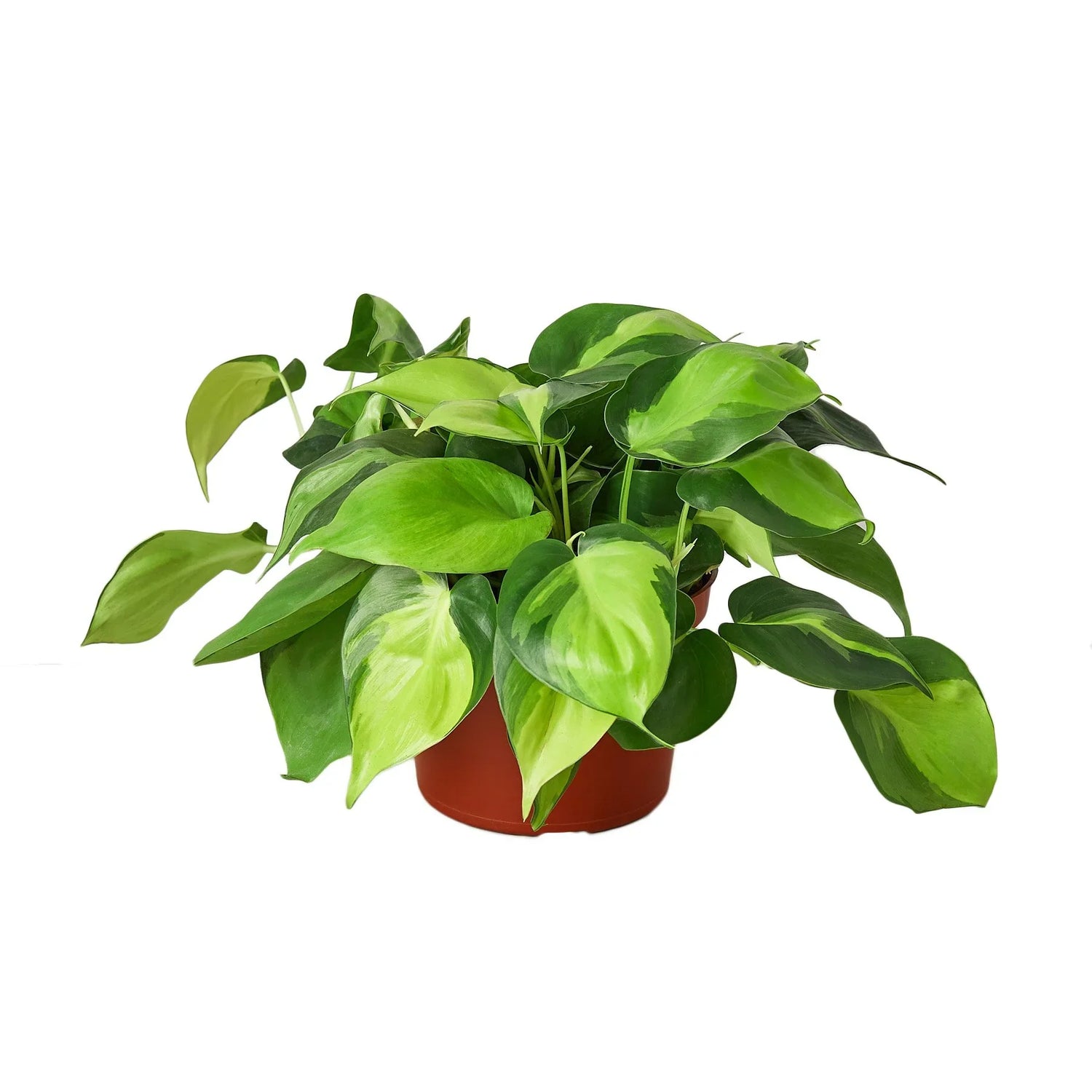 philodendron-brasil 6inch pot