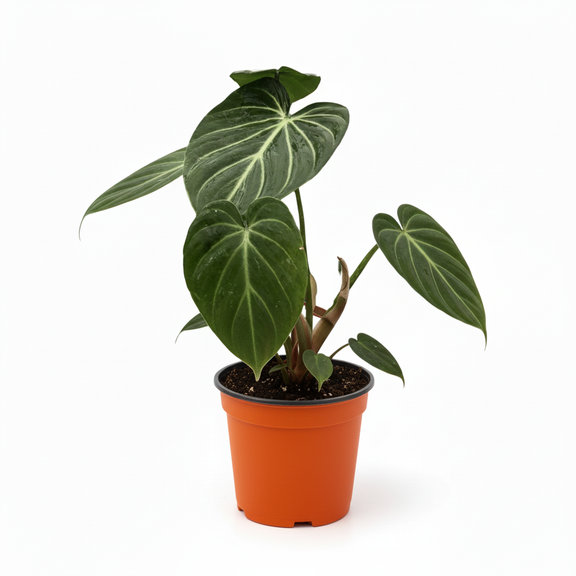 Philodendron Gloriosum in orange nursery pot - rare tropical houseplant for sale at All About Planties
