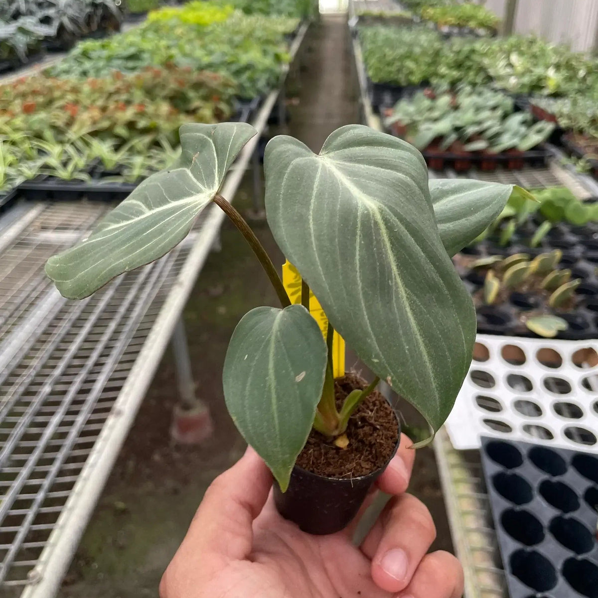 Philodendron Gloriosum 2inch pot in greenhouse nursery - large velvety leaves tropical plant growing