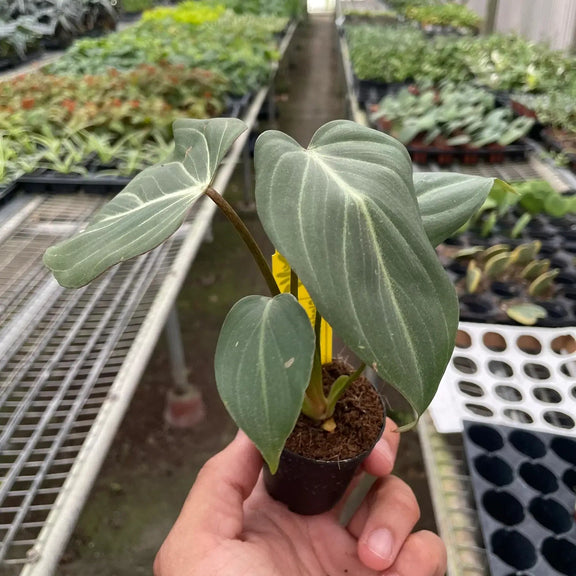 philodendron gloriosa Philodendron Gloriosum for Sale | Rare Velvet Leaf Aroid