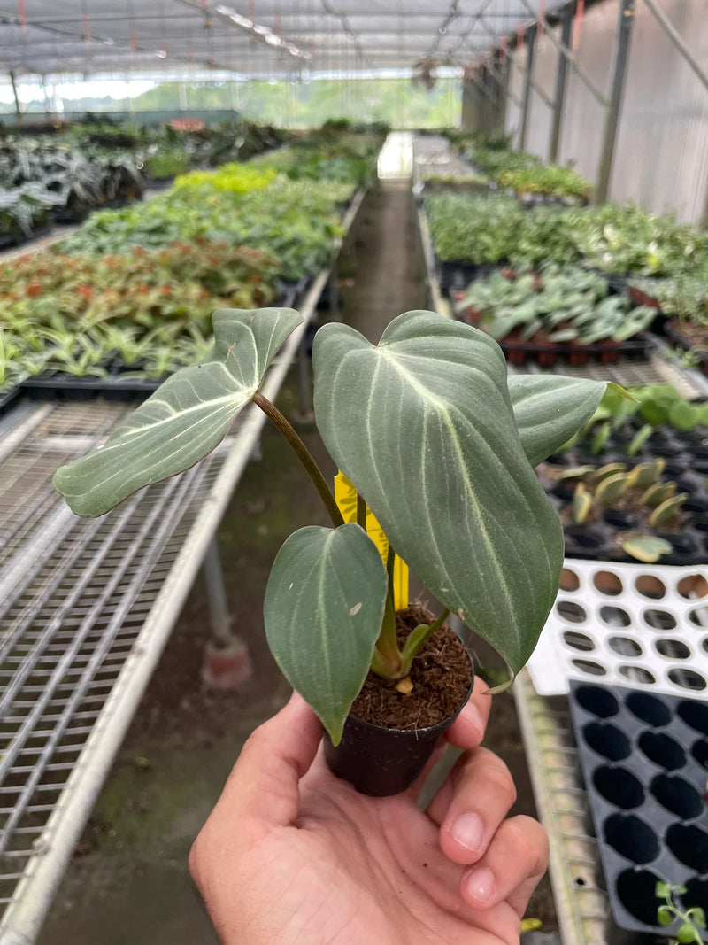 philodendron-gloriosum 2inch pot