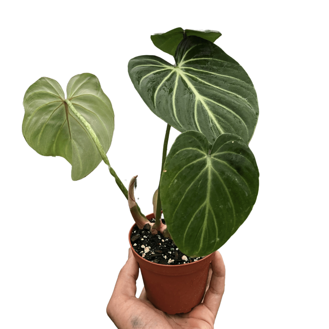 philodendron-gloriosum plant