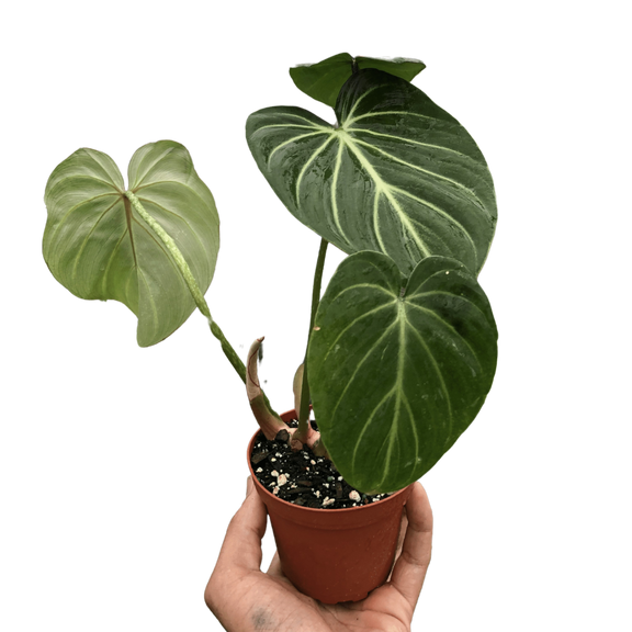 philodendron-gloriosum plant