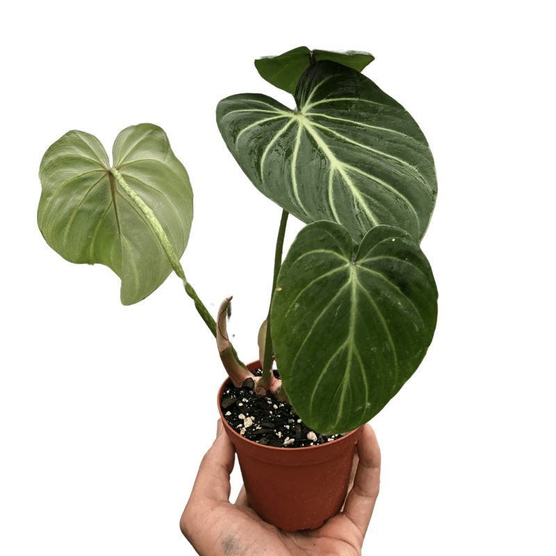 philodendron-gloriosum plant