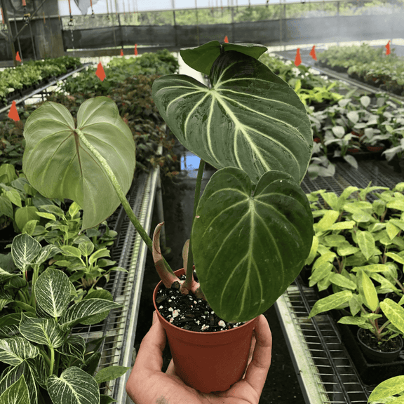 philodendron gloriosum etsy Philodendron Gloriosum for Sale | Rare Velvet Leaf Aroid