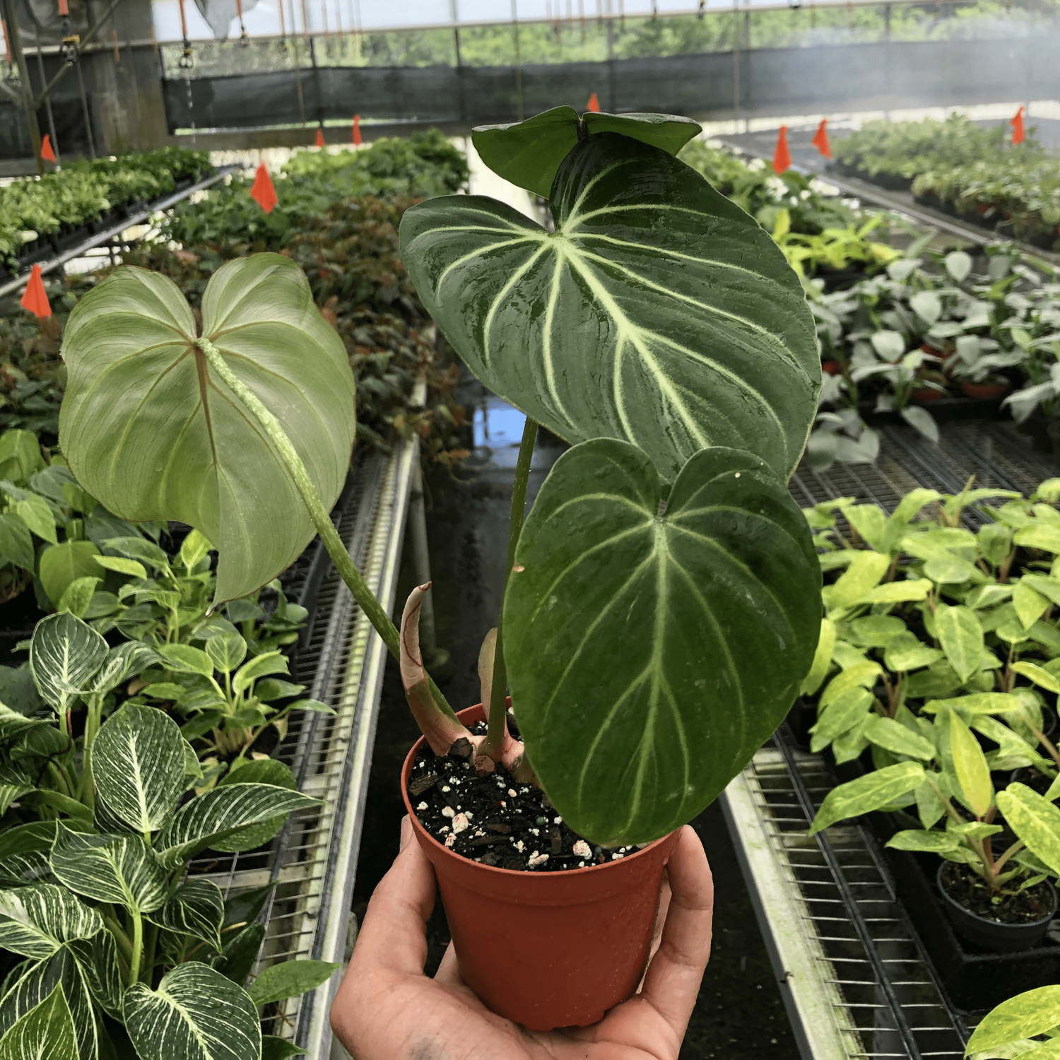 philodendron-gloriosum in nursery