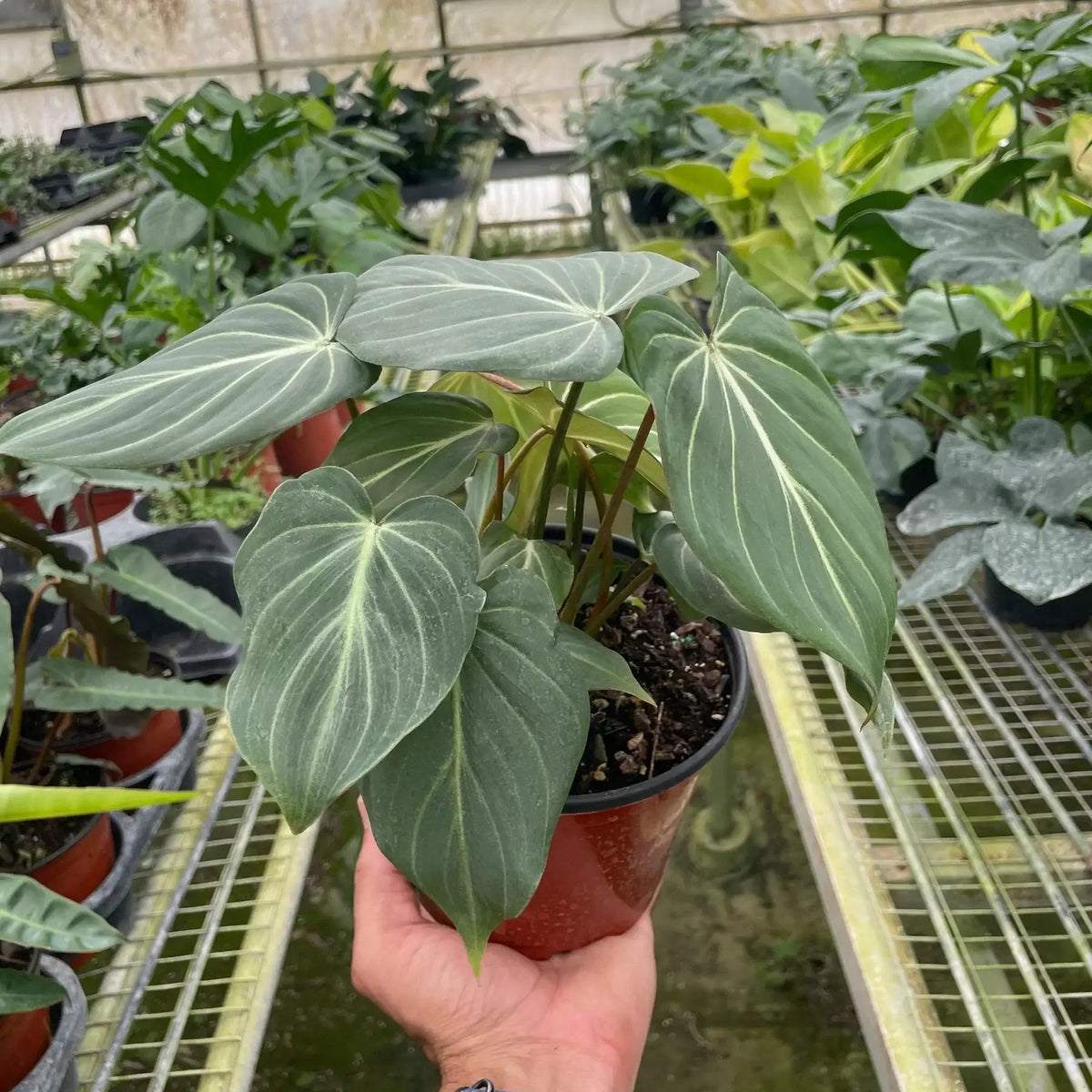 Large Philodendron Gloriosum in greenhouse nursery - large velvety leaves tropical plant growing