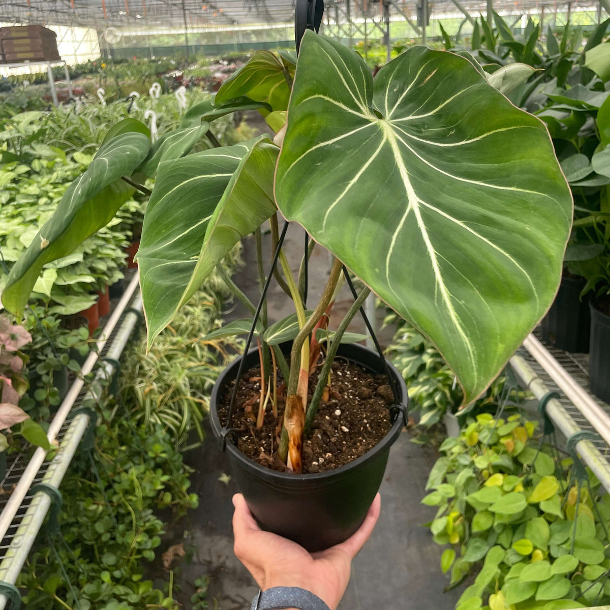 philodendron gloriosum for sale us Philodendron Gloriosum