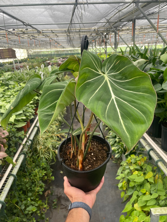 philodendron-gloriosum 8inch pot