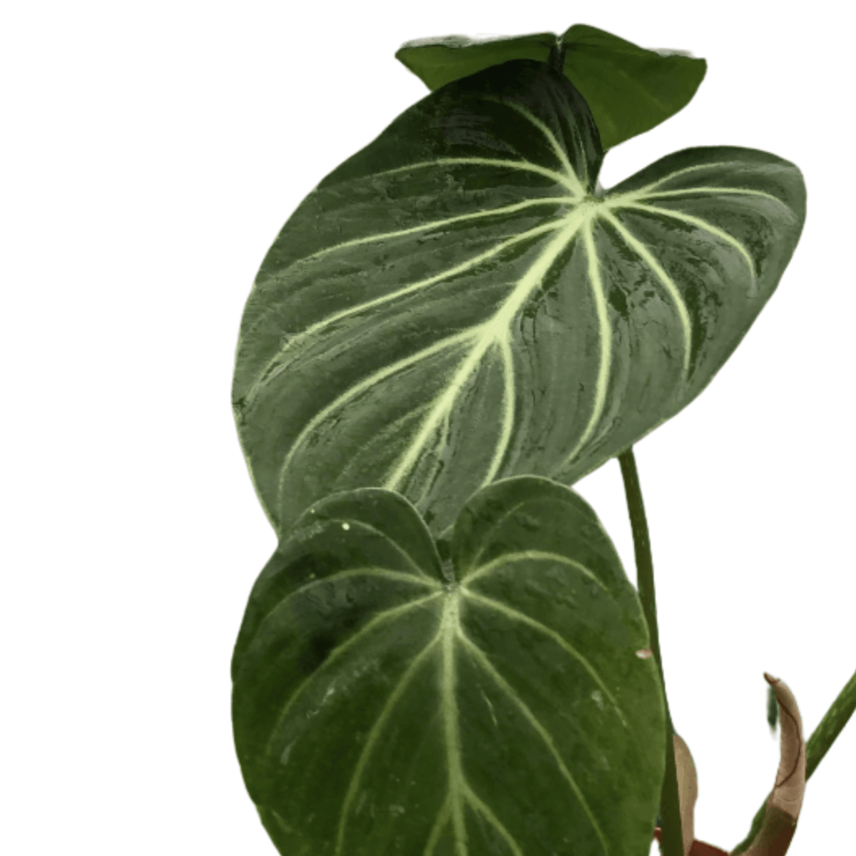 Philodendron Gloriosum leaf close up - velvety texture with white veining detail | All About Planties