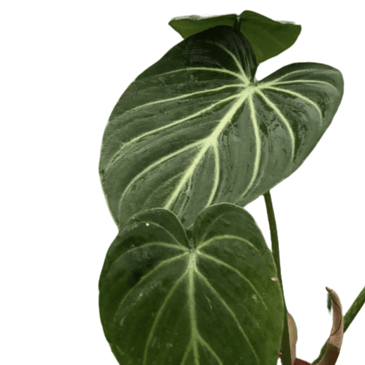 philodendron green congo scientific name Philodendron Congo Green