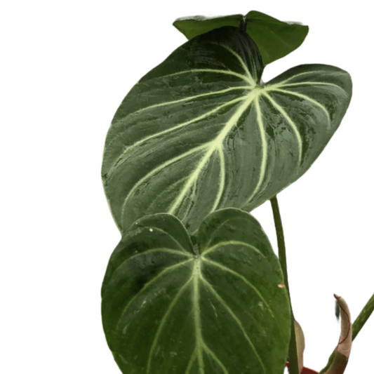 philodendron-gloriosum closeup