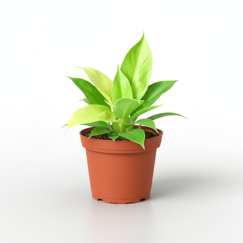 Philodendron Moonlight Live Easy Care Houseplant by All About Planties