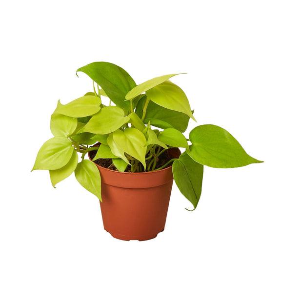 is philodendron pet safe Philodendron 'Neon'