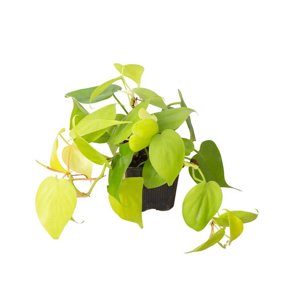 philodendron-neon plant 3inch pot