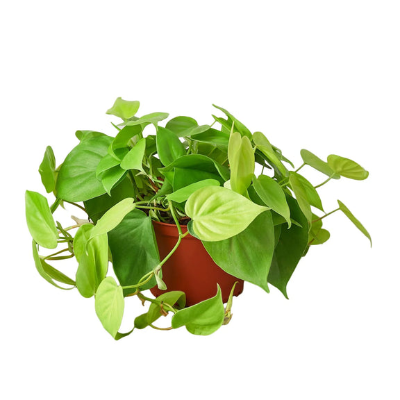 philodendron-neon plant 6inch pot