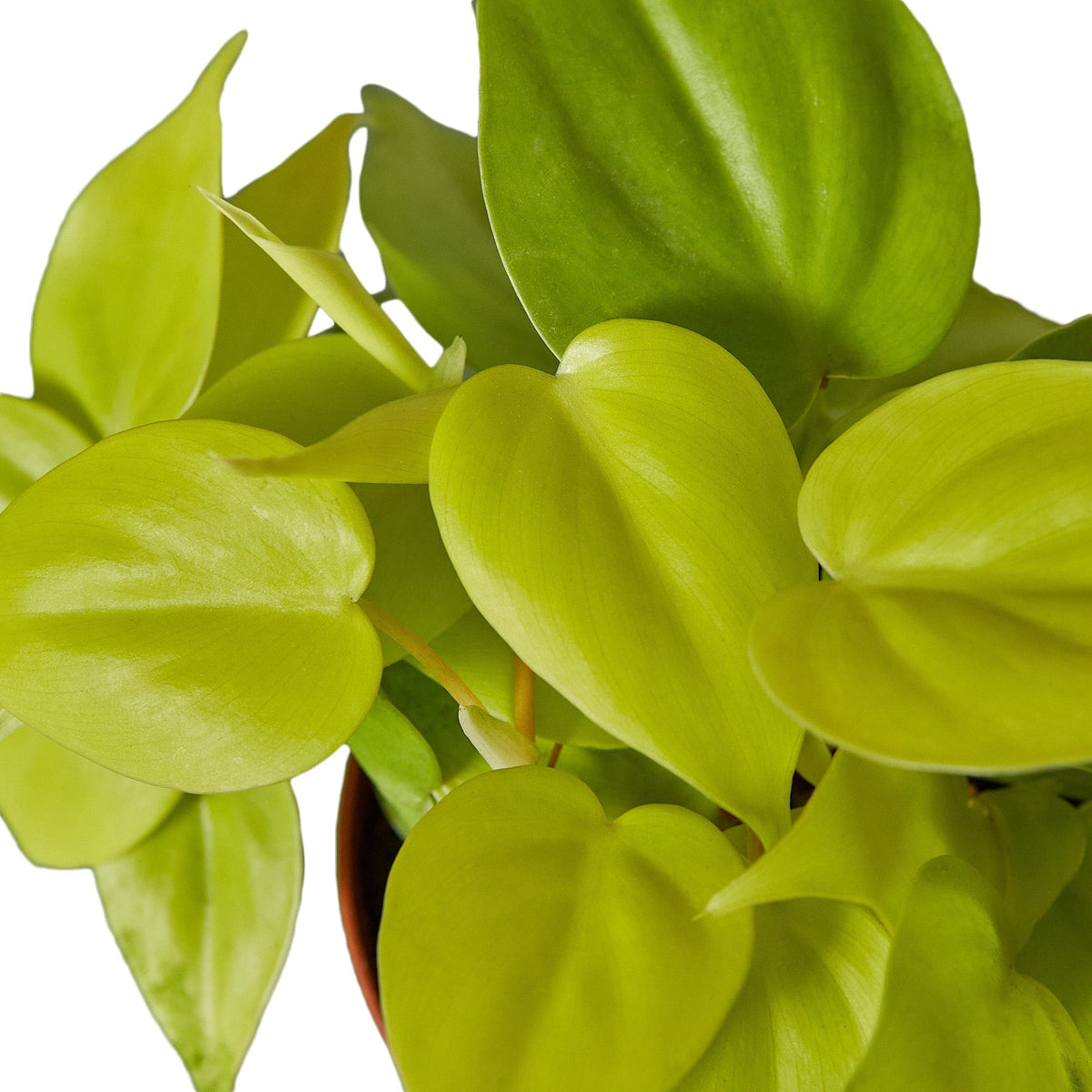 philodendron neon care Philodendron Neon