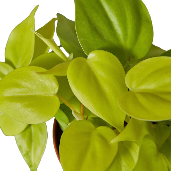 philodendron-neon plant closeup