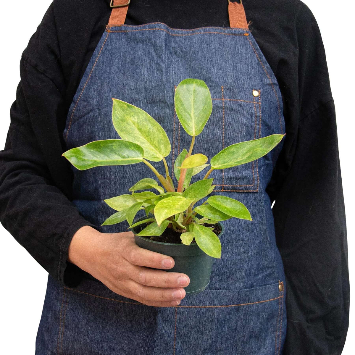 buy philodendron painted lady Philodendron 'Painted Lady' - Chartreuse & Pink Colorful Aroid
