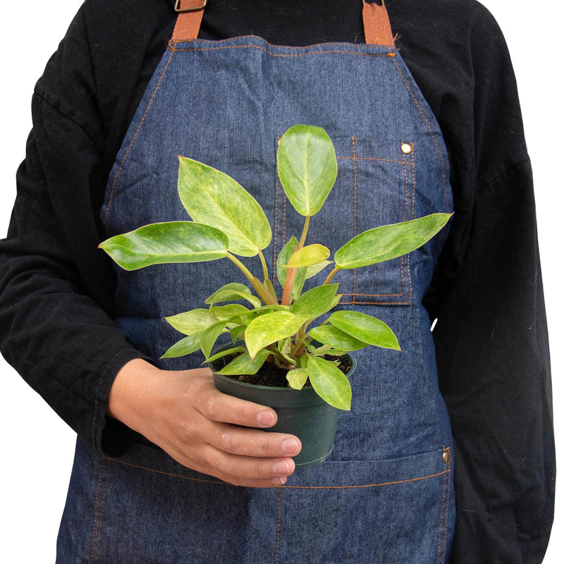 person holding a philodendron-painted-lady plant