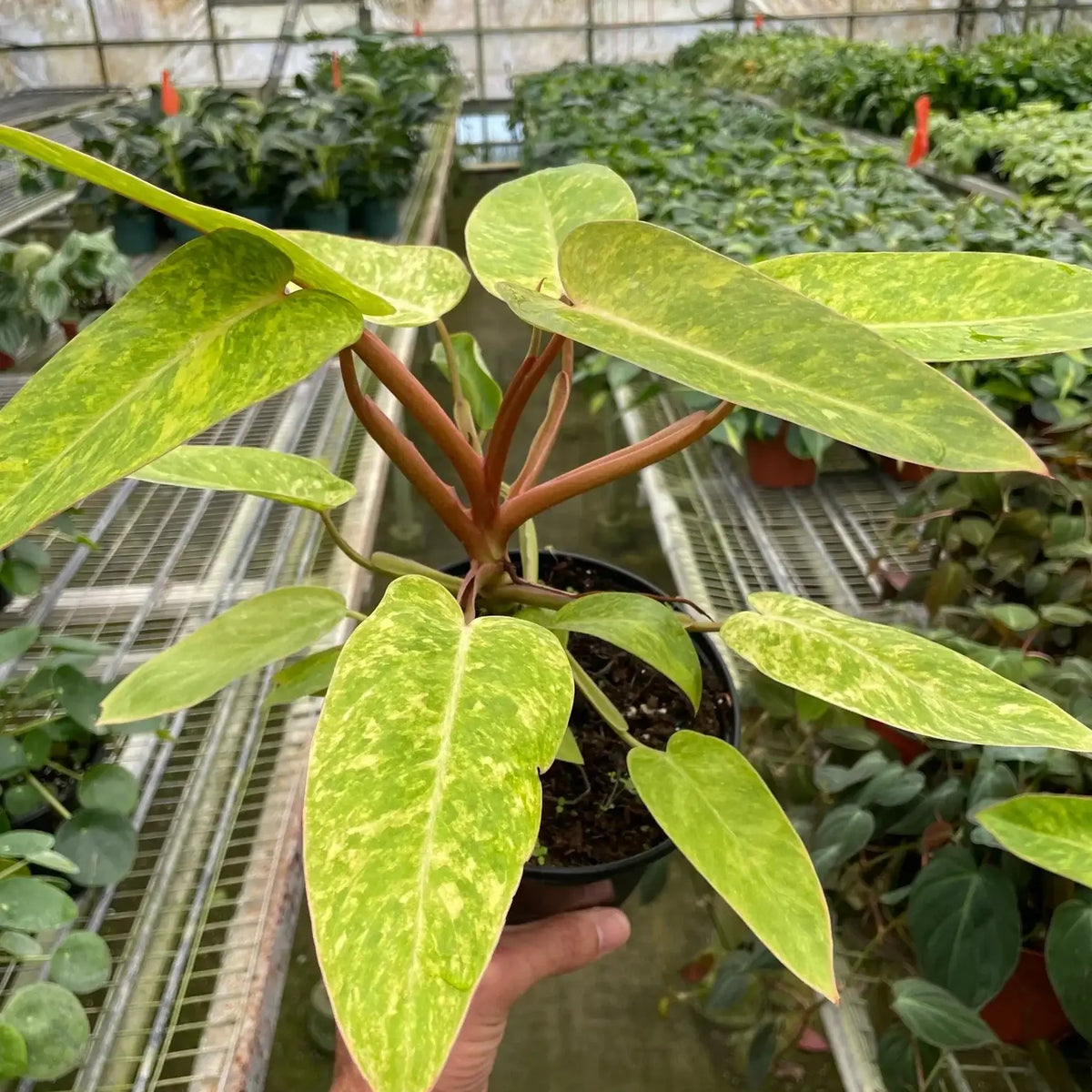 philodendron rainbow Philodendron 'Painted Lady'