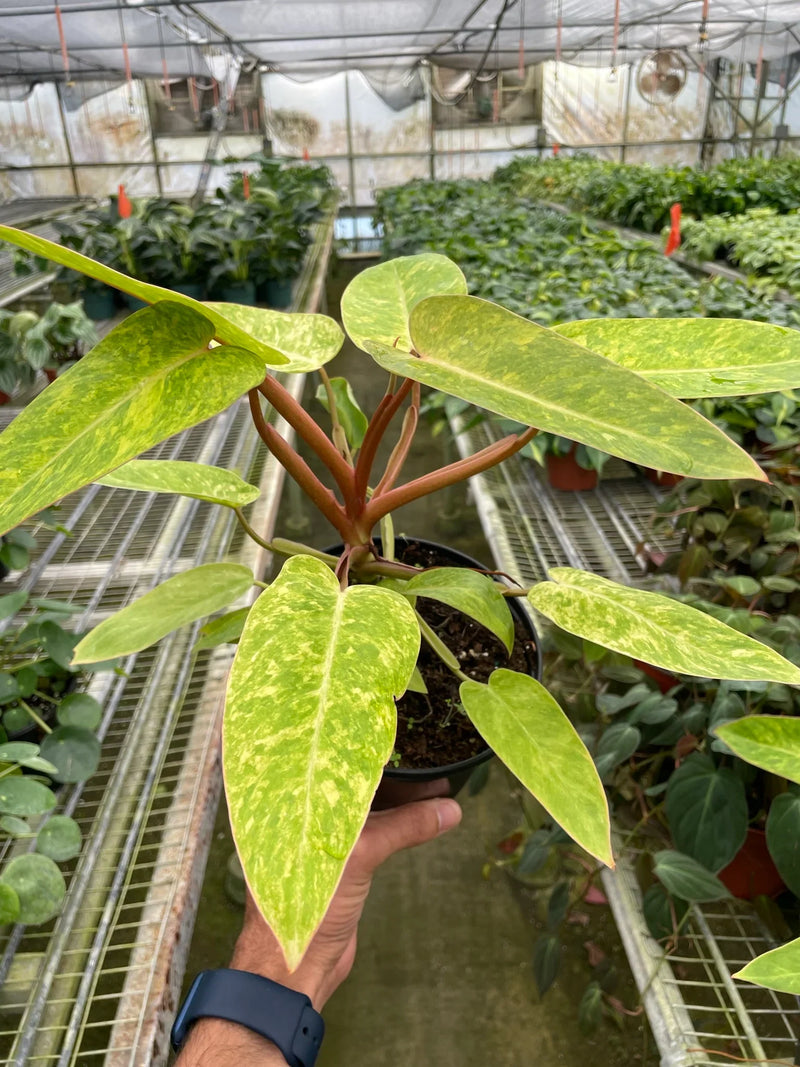 philodendron-painted-lady in nursery