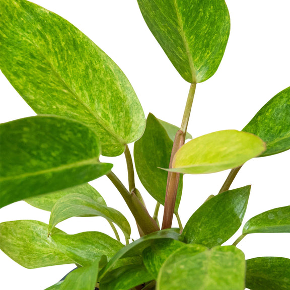 philodendron-painted-lady close up